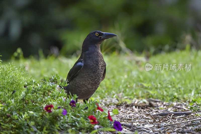 花衣魔笛手(graculina Strepera)